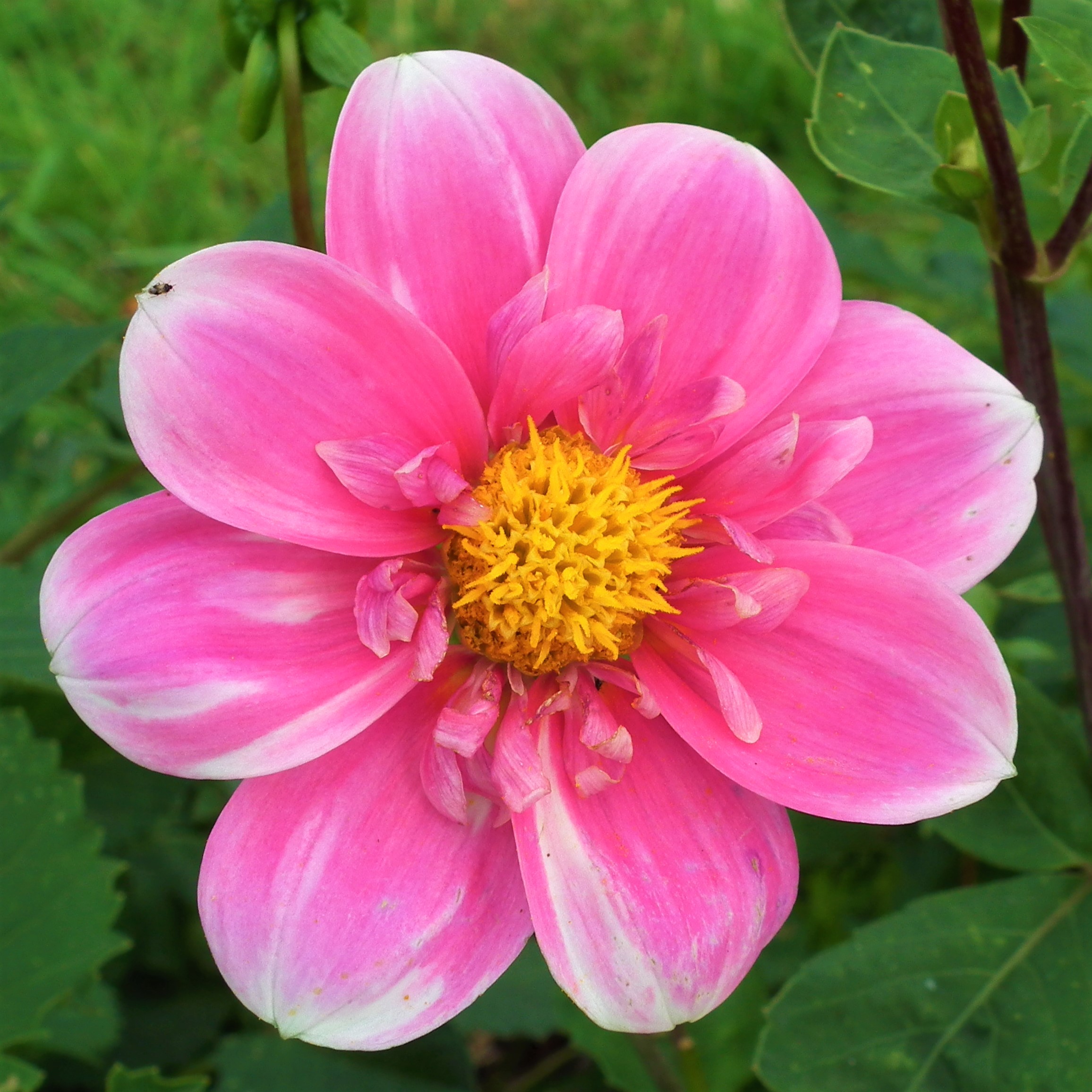 Dahlia Hartenaas Collarette